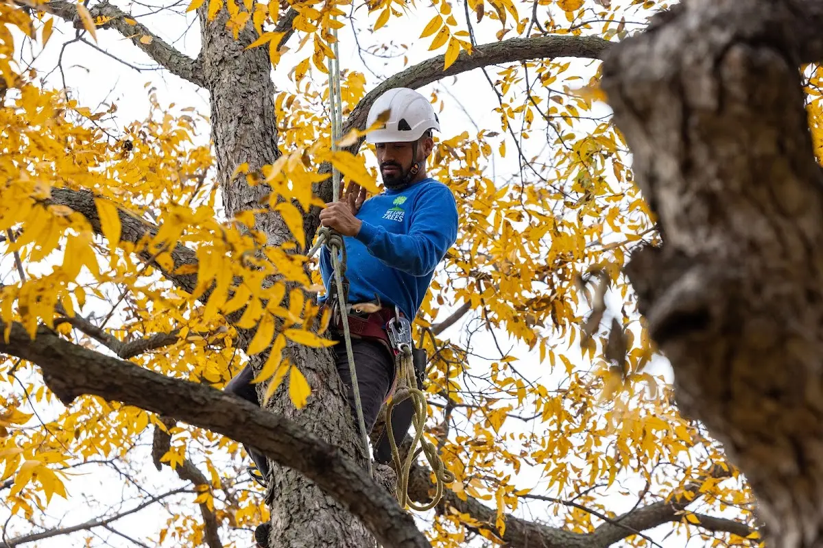 Skilled Emergency Tree Service crew working in Syria